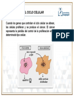 Regulacion Del Ciclo Celular