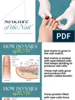 Structure of Nails