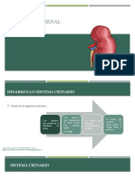 Embriología Renal Toño