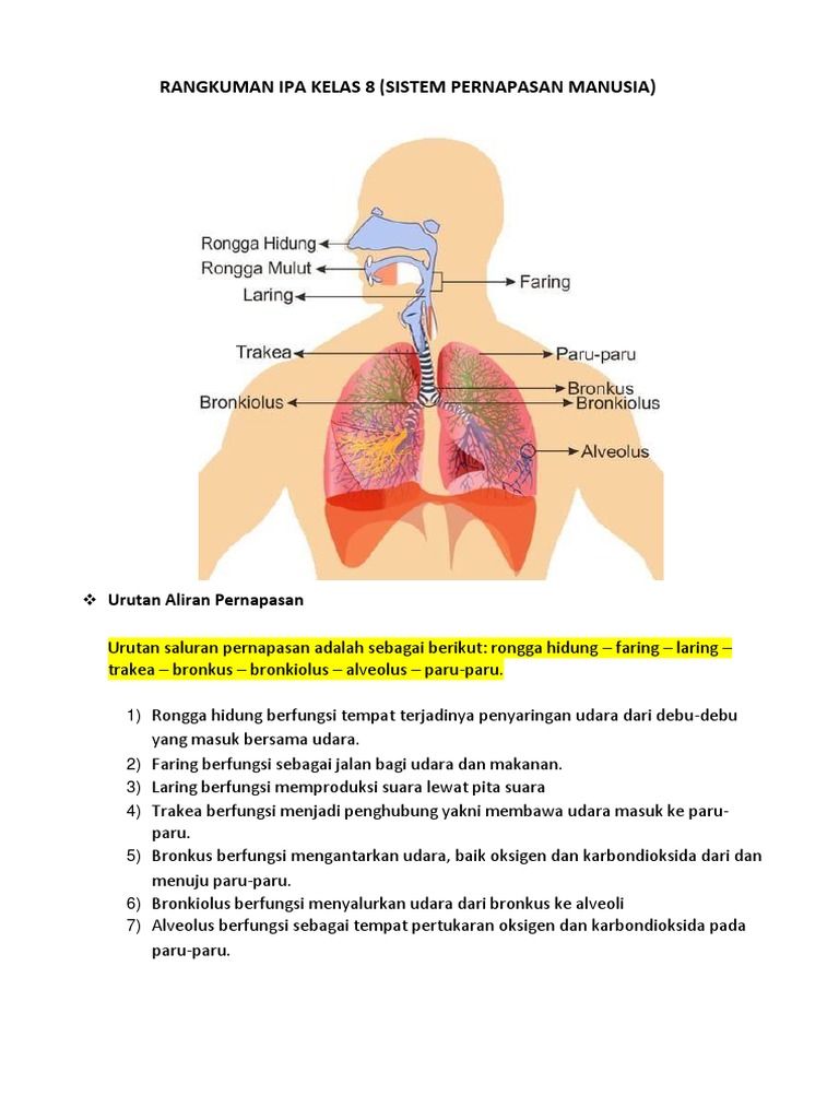 (3 Rangkap) Rangkuman IPA Bab Sistem Pernapasan | PDF