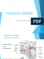 34 - 35 Truncus Cerebri, Medulla Oblongata