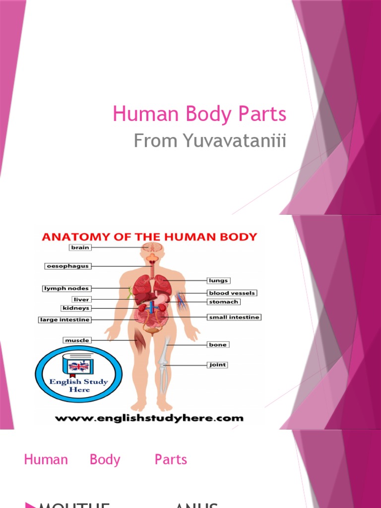 Human Body Parts PDF