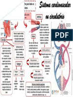 Mapa Mental Sistema Cardiovascular Ou Circulatório 3