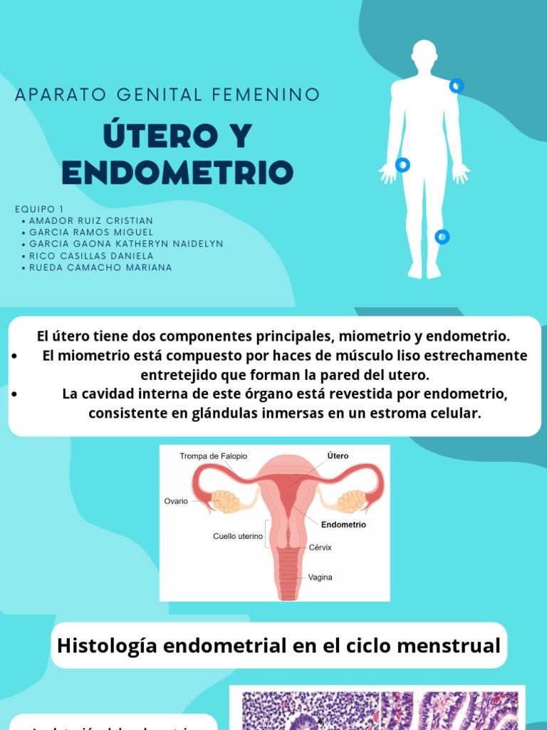 Endometrio: Estructura y Patologías | PDF | Ciclo menstrual | El embarazo