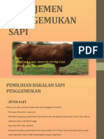 Manajemen Penggemukan Sapi