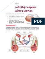 Trastornos Del Flujo Sanguíneo en La Circulación Sistémica - WendyMorales