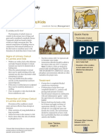 Signs of Urinary Calculi in Lambs and Kids