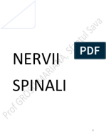 Nervii Spinali