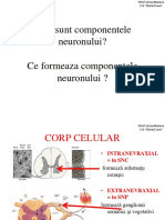 Dispunerea Neuronilor Si Substantelor