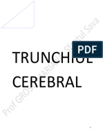 Trunchiul Cerebral