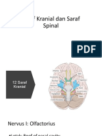 Saraf Kranial Dan Saraf Spinal - RA