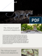 African Leopard Adaptations