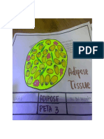 Differences Between Animal and Plant Cells