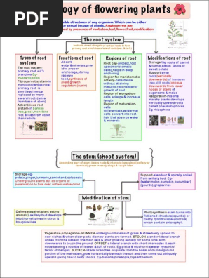 Chapter 5 Morphology Of Flowering Plants Modifications Of Leaf Notes