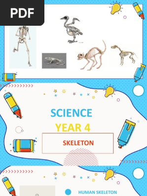 Skeleton