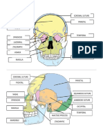 Skull Labeling 3.5