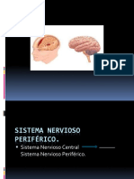 Sistema Nervioso Periférico CBBN