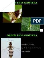 Thysanoptera