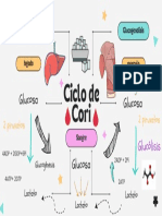 Mapa Mental Ciclo de Cori