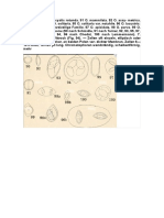 Oocystis