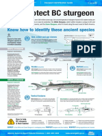 BC Sturgeon Identification Guide