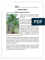 Dypsis Lutescens (Palma Areca)