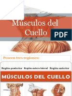 Musculos Del Cuello