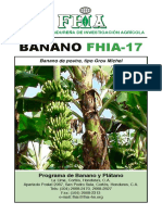 Fhia-17 Banano Resistente A La Sigatoka