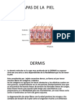 Capas de La Piel o Lineas Langer