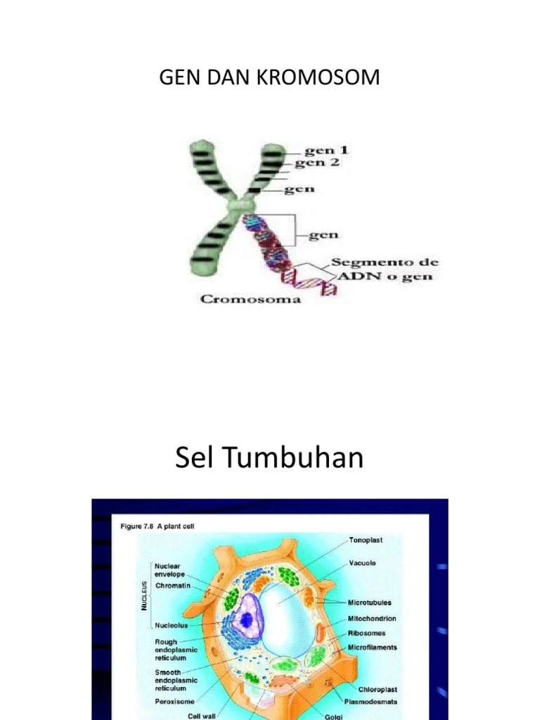 Gen dan Kromosom: Dasar Biologi | PDF | Ilmu Sosial | Kajian Bahasa Asing