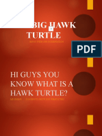 The Big Hawk Turtle