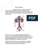 Sistema Urogenital