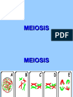 Meiosis Sed619