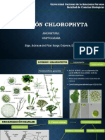 División Chlorophyta