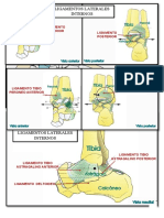 Anatomia Del Esguince de Tobillo