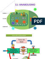 Tema+x+ +anabolismo