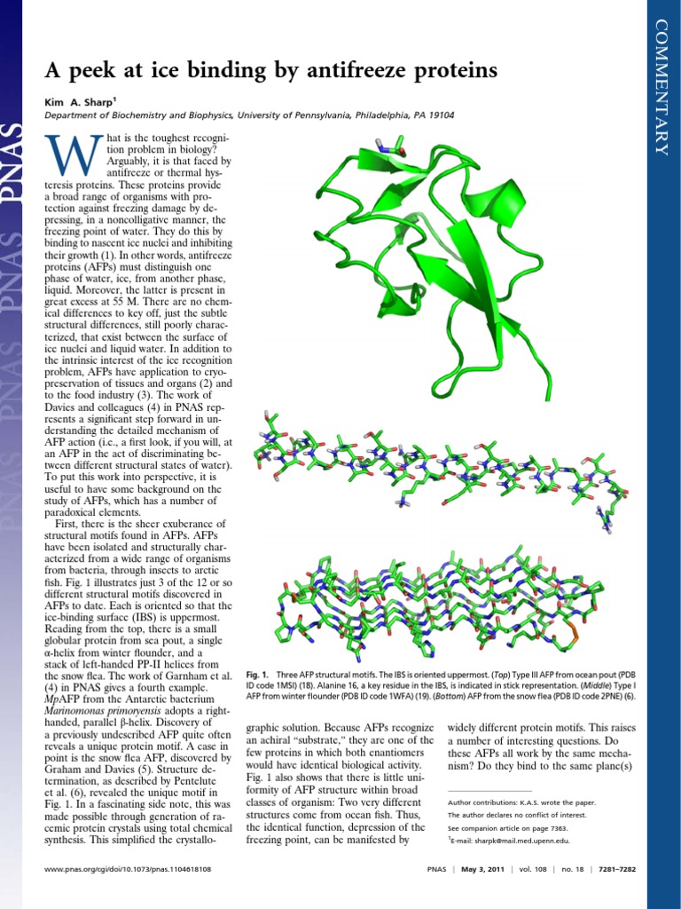 A Peek at Ice Binding by Antifreeze Proteins PDF Solvation Alpha