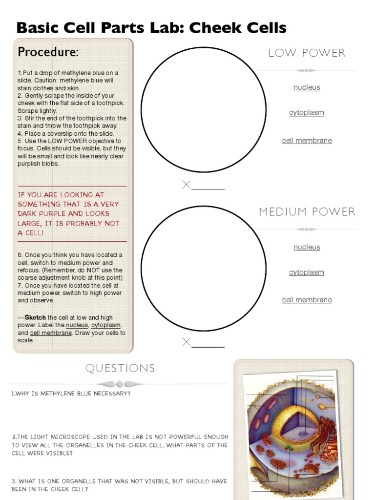 4_Cheek and Onion Cell Lab