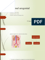 Studiul Individual Sistemul Urogenital