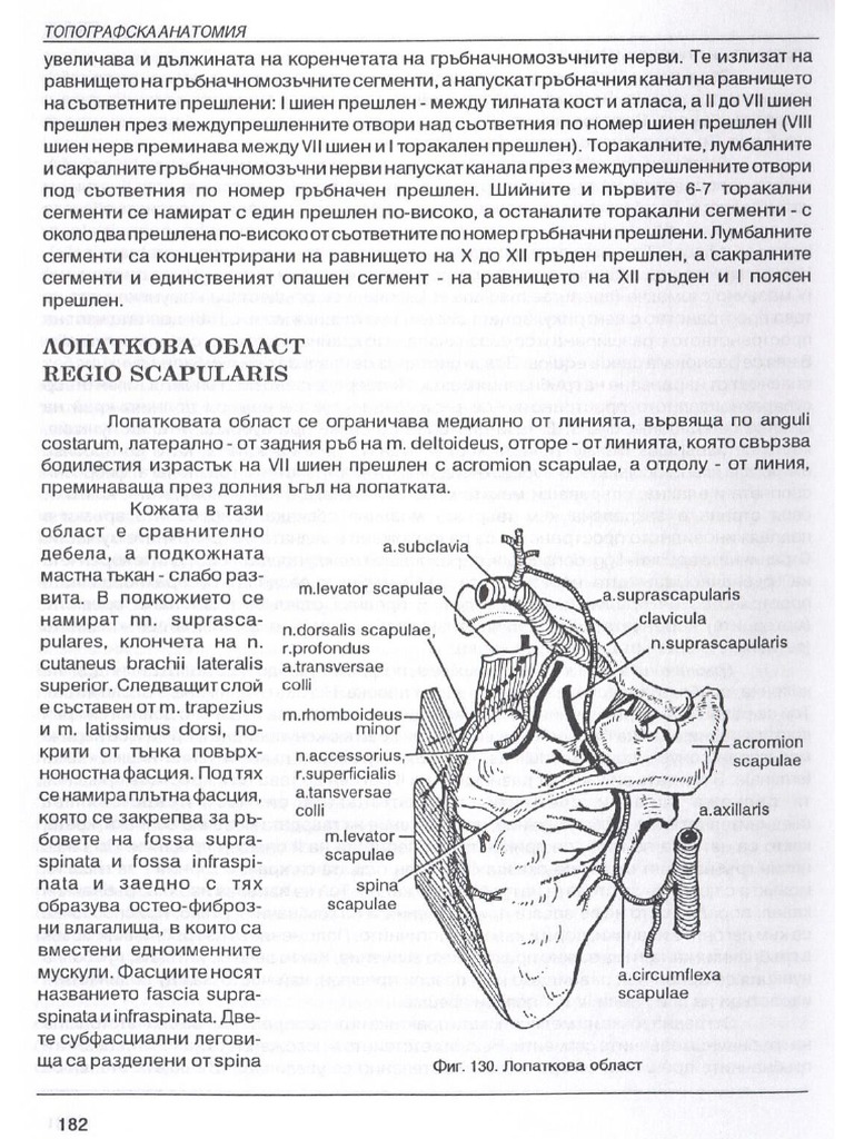 2007 Topografska Anatomiya Vankov0182 | PDF