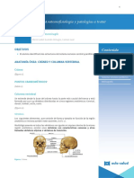 PDF Anat Nervioso