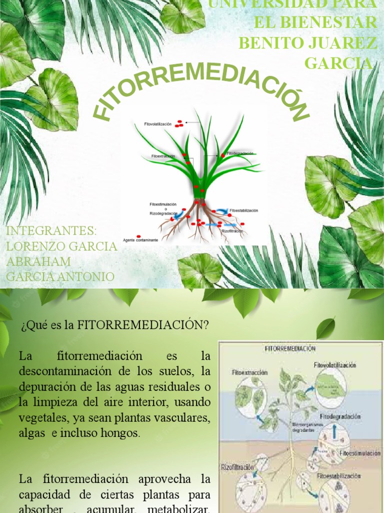 Fitorremediación: Técnicas y Beneficios | PDF | Contaminación ...