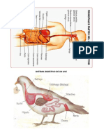 Aparato Digestivo Aves y Humano