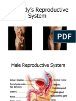 Reproductive System