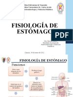 Funciones del estómago y su regulación fisiológica