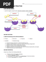 Enzyme Basics Practice KEY 2hg9sph