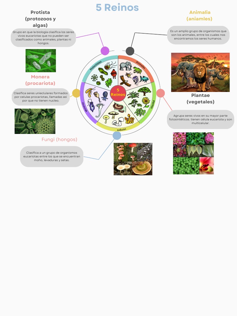 mapa-mental-5-reinos-pdf