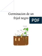 Germinacion de Un Frijol Negro