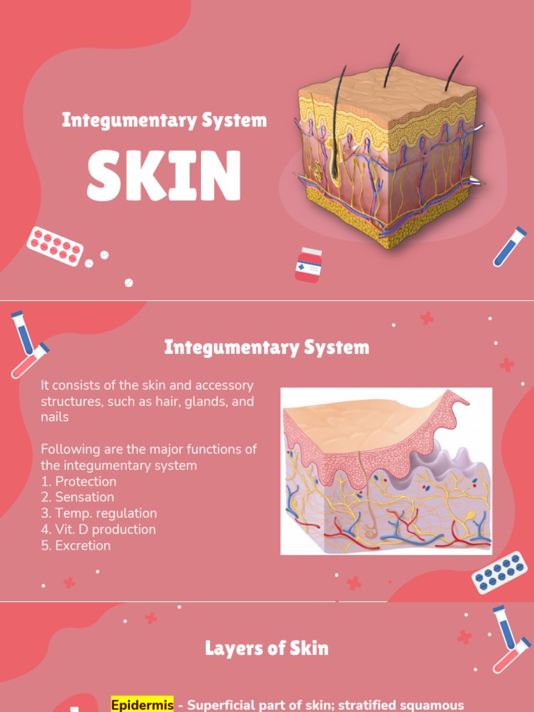 Lesson 7 - Integumentary System PDF | PDF | Skin | Integumentary System
