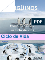 Pingüinos